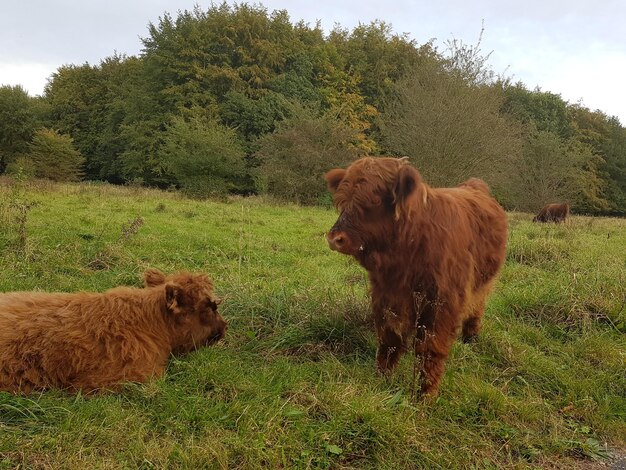 Foto hooglandvee op grasveld