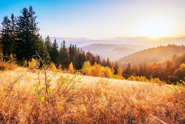 Hooglandvegetatie bescheiden zomer en ongewoon mooie kleuren bloeien in de herfst