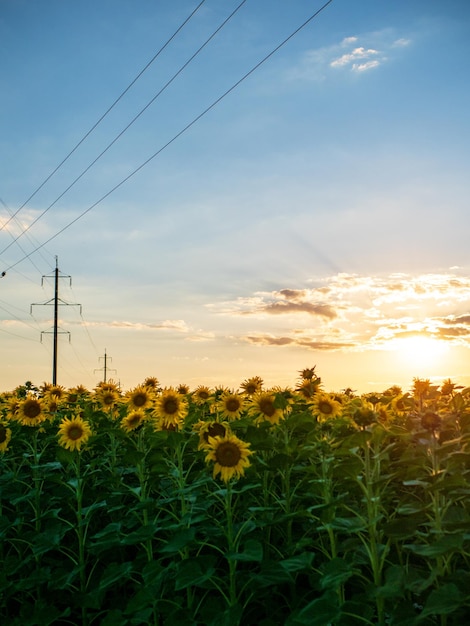 Hoogspanningslijn die bij zonsondergang door een veld met zonnebloemen loopt