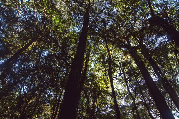 Hoogste Bomen in het bosmierenschot