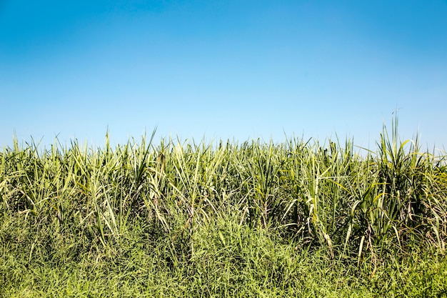 hoogste groene sugarcan boom met duidelijke hemel