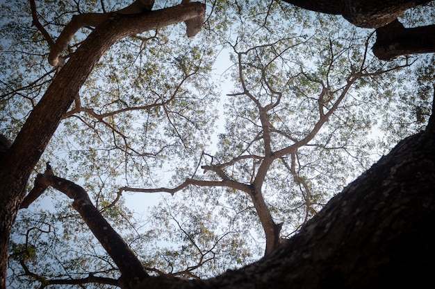 Hoogste mening onder grote boom in dagtijd