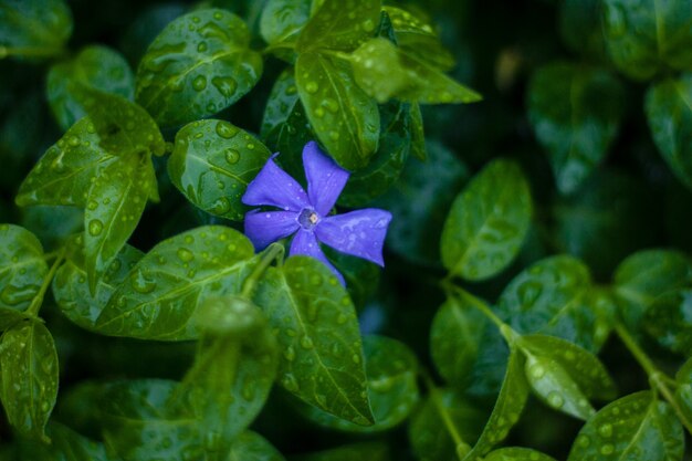 Hoogste mening van blauwe bloem op groene natuurlijke achtergrond