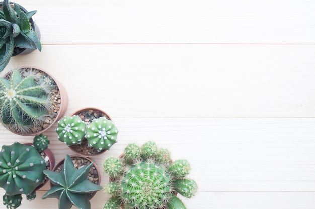 Hoogste mening van cactus in potten