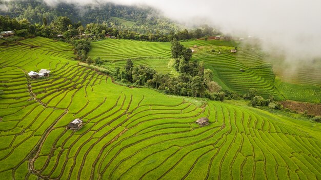 Hoogste mening van de padieveldengebieden in noordelijk Thailand