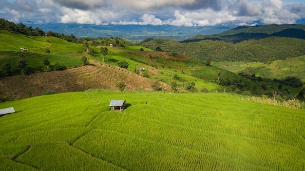 Hoogste mening van de padieveldengebieden in noordelijk Thailand