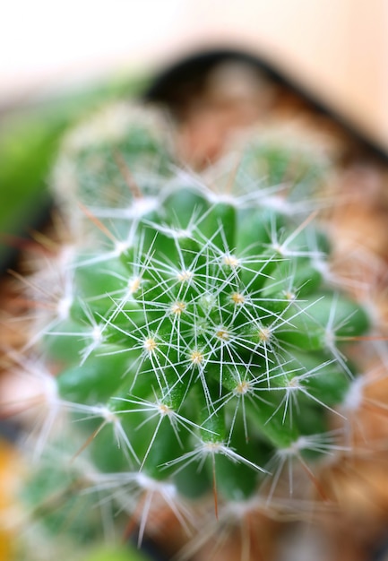 Hoogste Mening van Mini Cactusinstallaties, Macroschot van de Installatietextuur