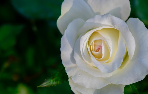 Hoogste mening van mooie witte roos op de achtergrond van de tuinbloem