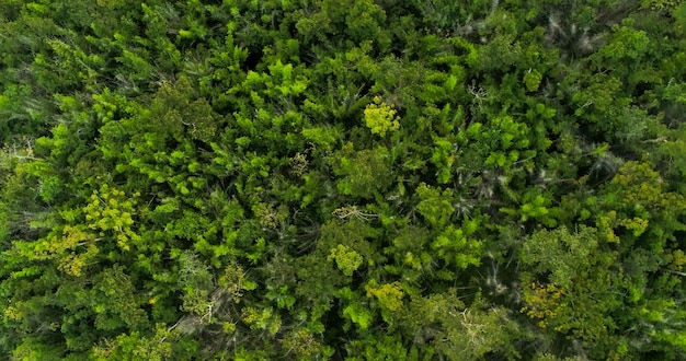 Hoogste mening van natuurlijke groene bomen in tropisch bos