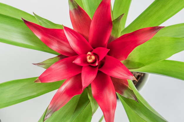 Hoogste mening van tropische tropische bloem Bromelia (Bromeliaceae) op witte achtergrond