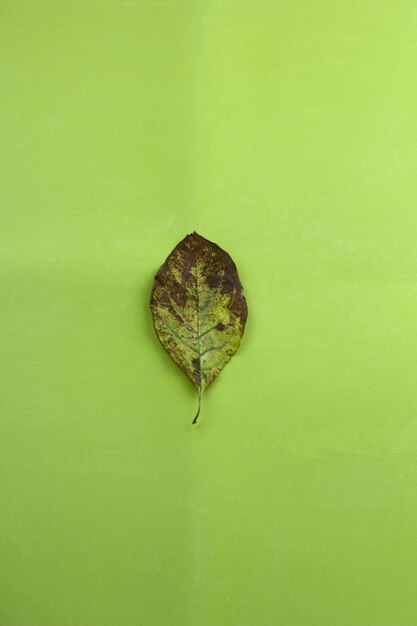 Foto hoogste menings de herfst droog blad op een groene achtergrond