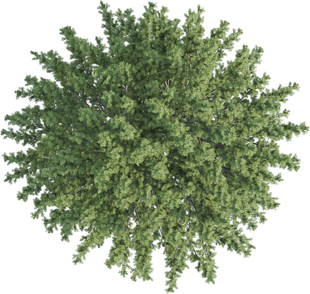 Hoogtebeeld van dennenboom