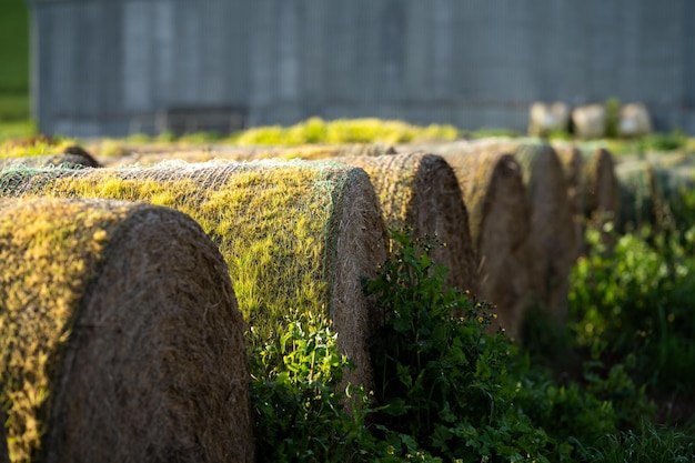 Hooi en kuilvoer in een stapel hooibalen met gras dat ontspruit in oude balen die rotten op een boerderij