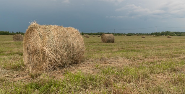 hooi in rollen op het veld, tegen de achtergrond van een blauwe lucht met wolken