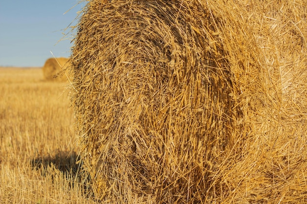 Hooibaal Hooiberg op landelijke natuur op landbouwgrond stro in de wei