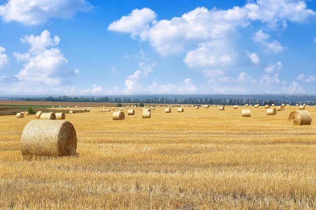 Hooibalen aan het eind van de zomer