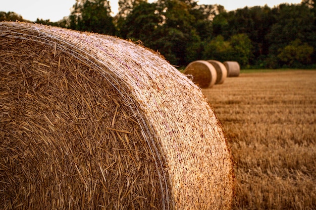Hooibalen in het veld tegen bomen