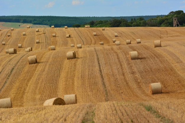 hooibalen in het veld