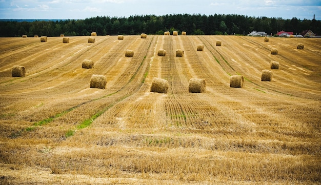 Hooibalen op de boerderij