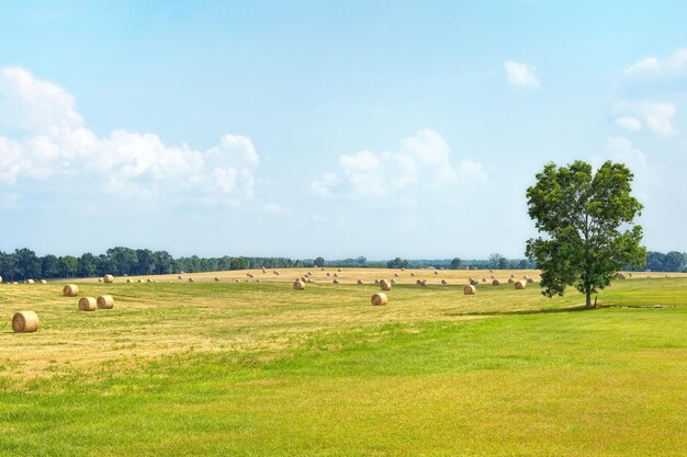 Hooibalen op het grasveld tegen de lucht.