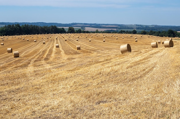 Hooibalen op het veld na de oogst