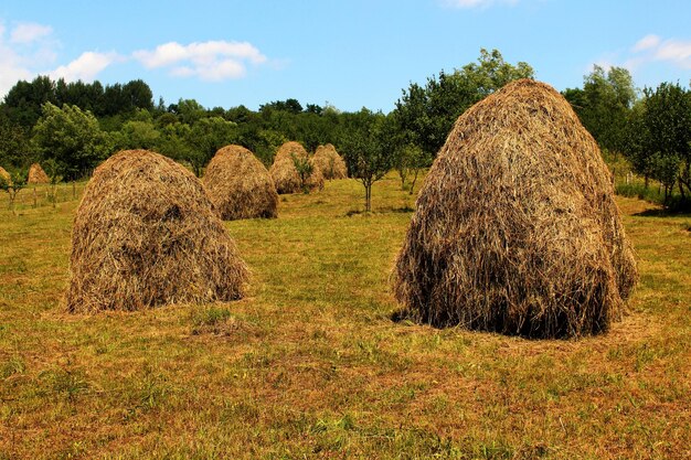 Foto hooibalen op het veld tegen de lucht