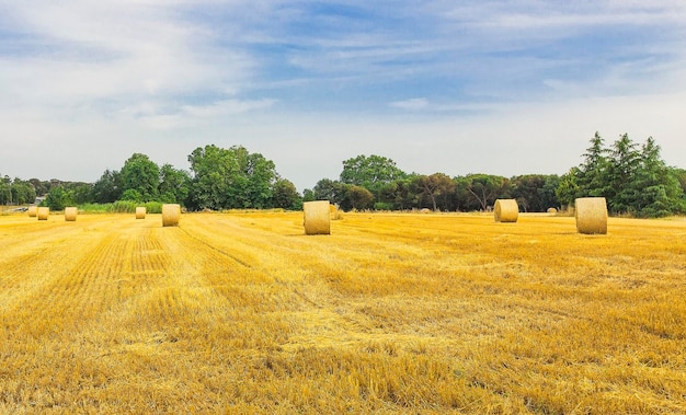 Foto hooibalen op het veld tegen de lucht