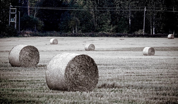 Foto hooibalen op het veld