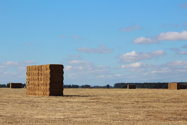 Foto hooibalen op het veld