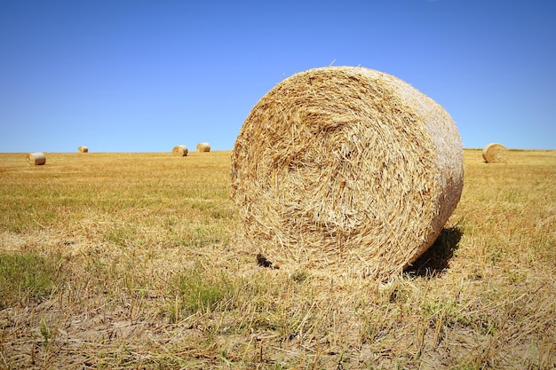 Hooibalen op het veld