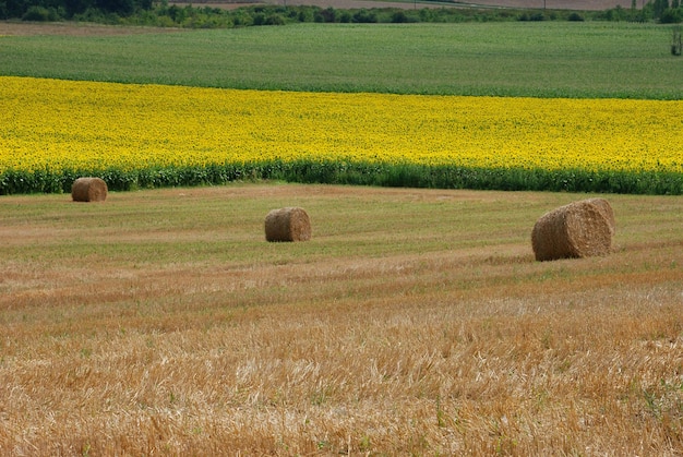 Foto hooibalen op het veld