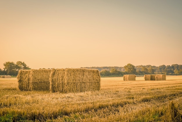 Hooibalen op landbouwveld tegen de lucht