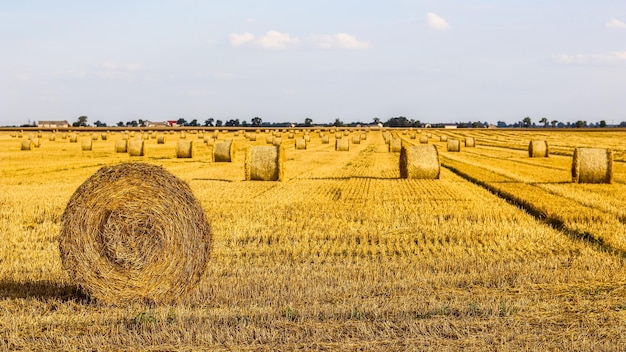 Hooiberg in het veld na de oogst Ronde balen hooi over het veld van een boer Stro oogsten voor veevoer