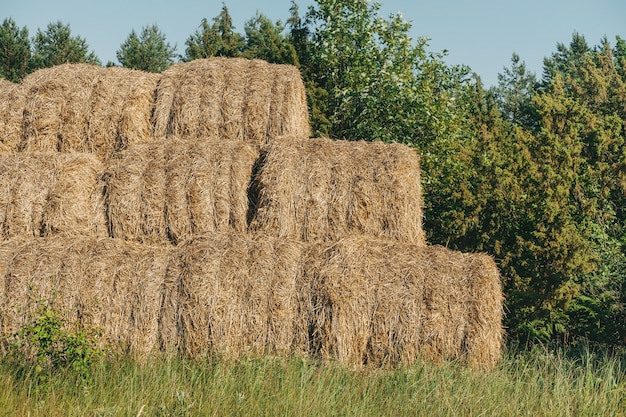 Hooiberg oogst lente veld landschap. hooiberg landbouw veld landschap. hooibergen op elkaar gestapeld