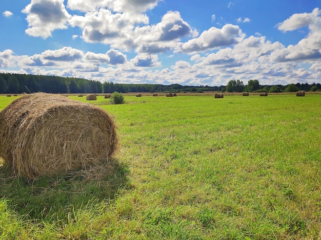 Hooiberg oogst lente veld landschap