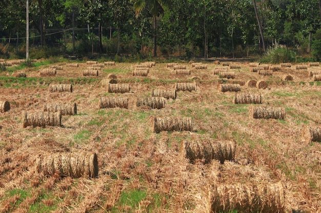 Hooibergen gerold in een groene landbouwgrond omringd door bomen in indian village