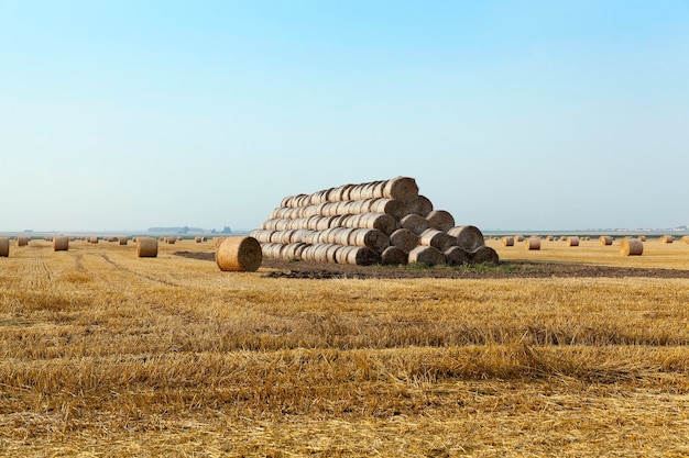 Hooibergen in een veld met stro - een landbouwveld waarop stro hooibergen worden aangelegd na de oogst van granen, tarwe