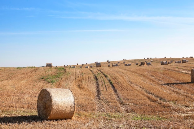 Hooibergen in een veld met stro