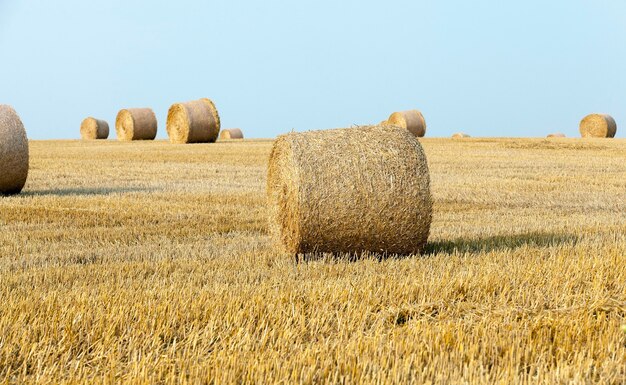 Hooibergen in een veld met stro