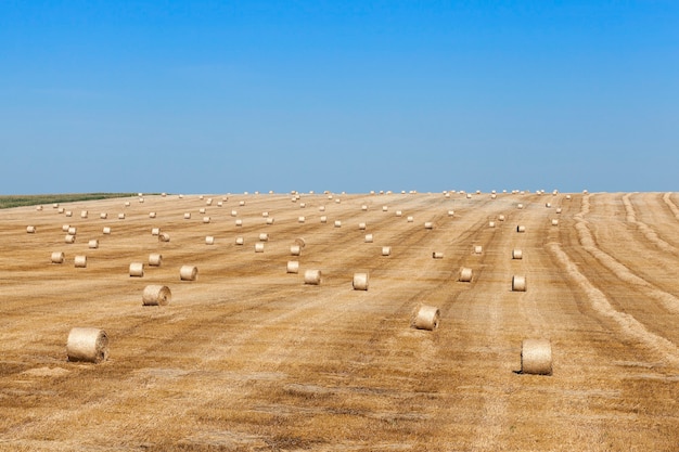 Hooibergen in een veld van stro hooibergen stro links na het oogsten van tarwe ondiepe scherptediepte