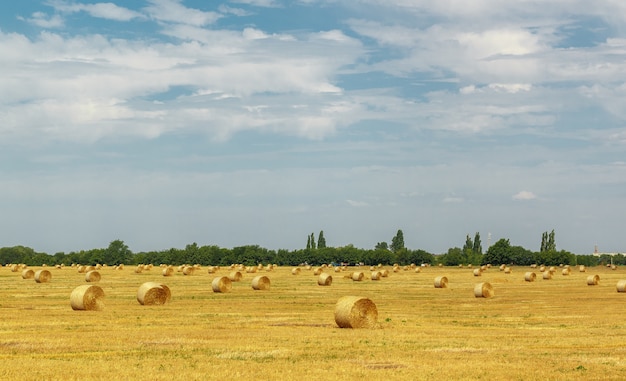 Hooibergen met droog hooi