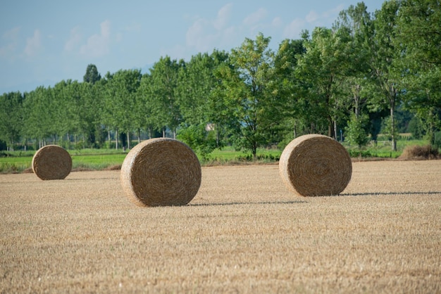 Hooibergen op het veld