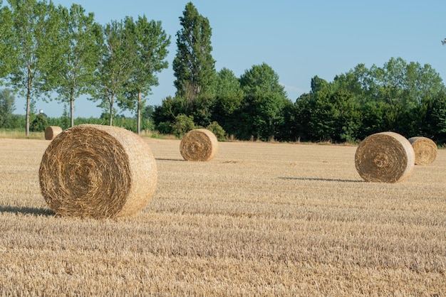 Hooibergen op het veld