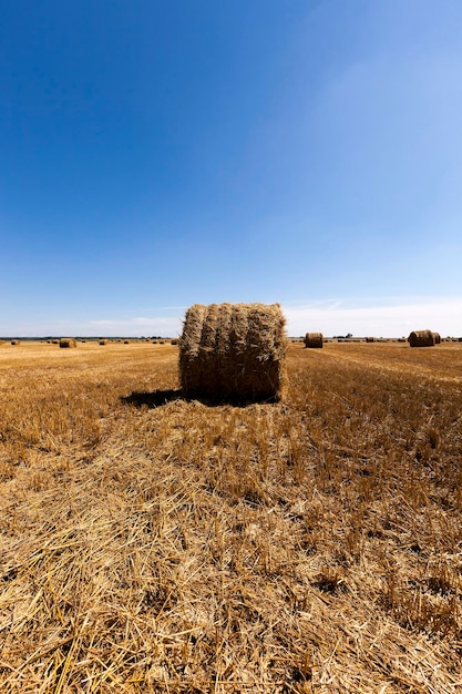 Hooibergen stro liggen in de landbouwsector na het oogsten van granen