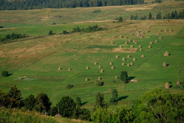 Hooihoopjes op een prachtig zomerplateau in de Karpaten