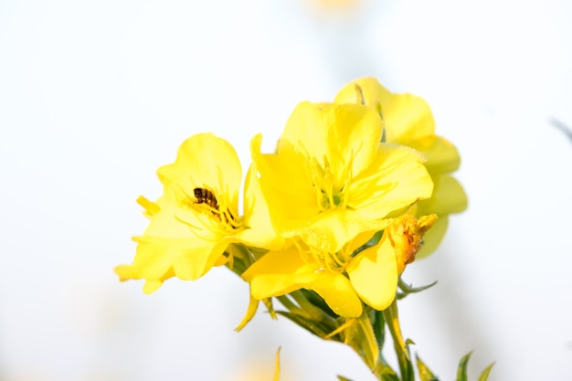 Photo hooker's evening primrose wildflower blooming. dewy evening primroses in the flowerbed in the ornamental garden in a rainy day, nature and herb concept