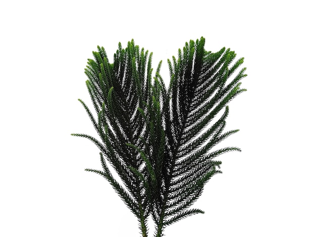 Hoop pine leaves or norfolk island pine leaf on white background