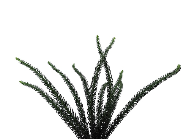 Hoop pine leaves or norfolk island pine leaf on white background