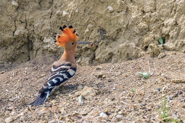 Hoopoe, Common Hoopoe (Upupa epops) Eurasian Hoopoe