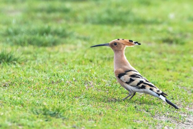 Hoopoe Common Hoopoe Upupa epops Eurasian Hoopoe